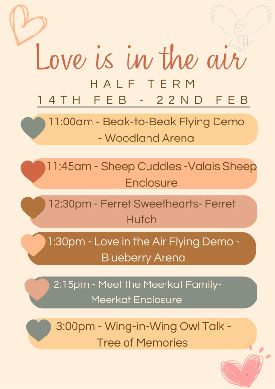 February Half Term 2026 | Willows Bird of Prey Centre